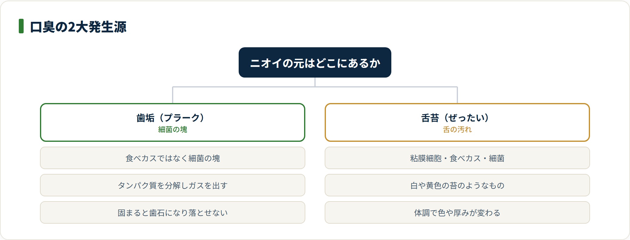 口臭の主な発生源は細菌の塊である歯垢と、舌の表面につく舌苔の2つで、いずれも口の中にあることを示した分類図。